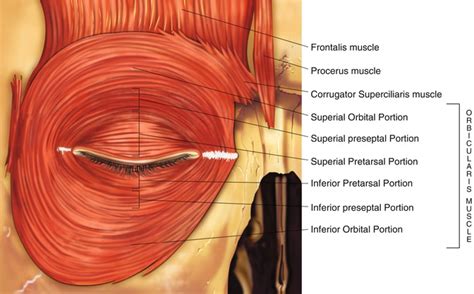 Eyelid Anatomy | Ento Key