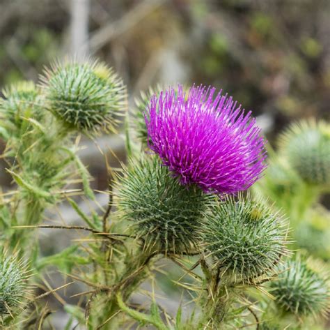 Blue Thistle Flower Meaning | Best Flower Site