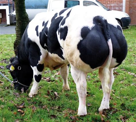 Belgian blue cattle for sale – National CSA Directory