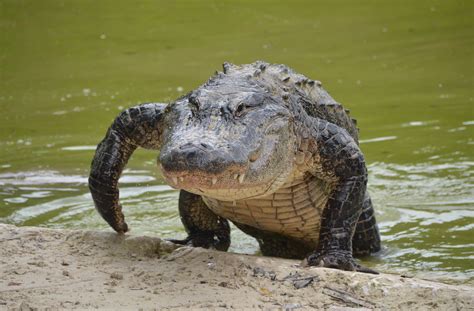 File:Alligator, Florida.jpg - Wikimedia Commons