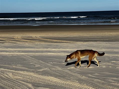 Boy in hospital after dingo attack on K’gari (Fraser Island) - NewsCop