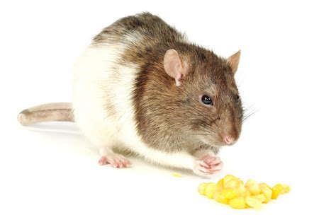 Best Rat Treats: 8 Healthy & Irresistible Goodies to Delight Your Rats | Animallama