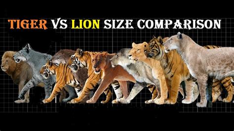 Lion Vs Tiger Size