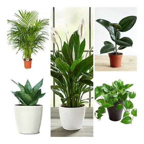 Top 5 Air Purifier and Oxygen Enriching Live Plants | Airifier