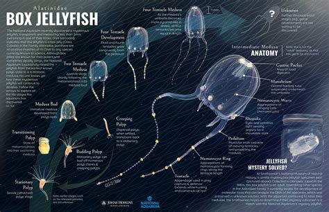 Jellyfish Anatomy