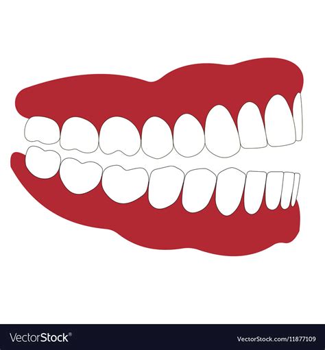 Open mouth is not closed teeth Royalty Free Vector Image