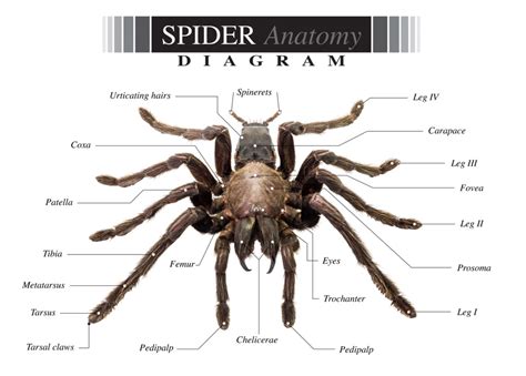 A Comprehensive Guide to Spider Anatomy, Behavior, & Identification - Zunex Pest Control