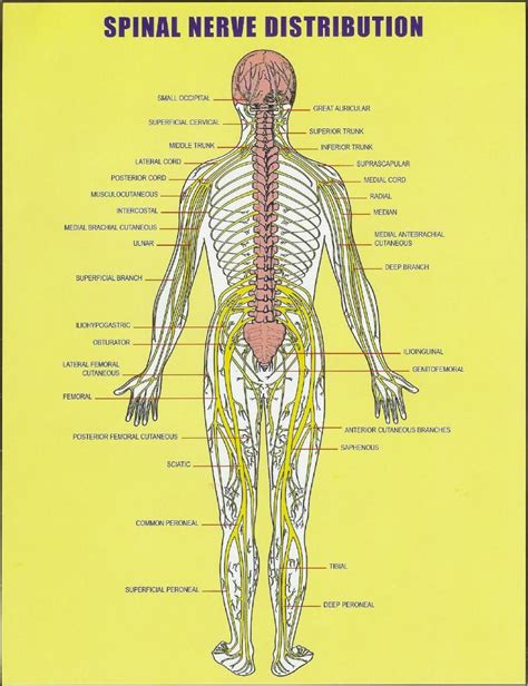 Human Spinal Cord And Nerve Anatomy | Hot Sex Picture