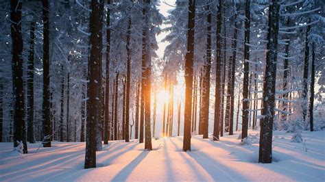 Wallpaper Winter Forest