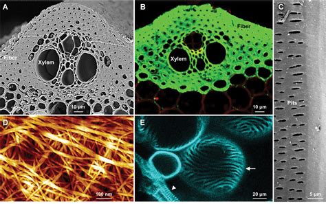 Discover the Complex Composition of Plant Cell Walls | Foliar Garden