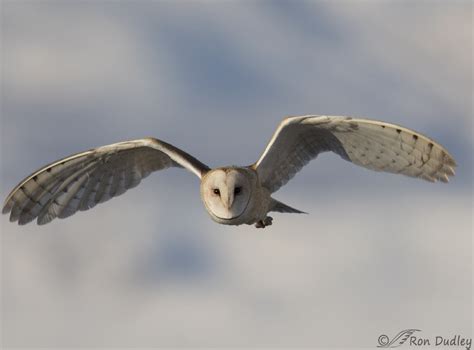 Hunting Barn Owl – Feathered Photography