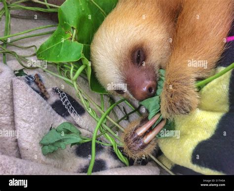 Baby sloth eating leaf Stock Photo - Alamy