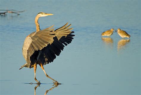 8 Estuary Species That Need Your Help - Ocean Conservancy