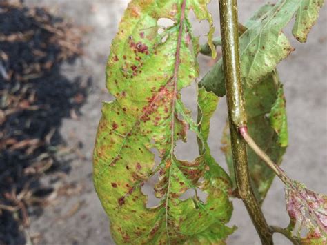 plum tree diseases australia - Vickey Lay