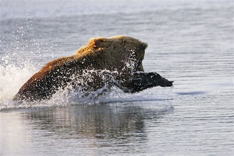 Brown bear hunting - Stock Image - Z927/0231 - Science Photo Library