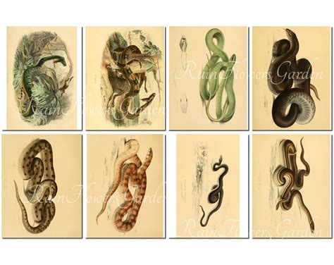 SNAKES Set-5 vintage 40 printable 8.5x11 inch scrapbooking | Etsy