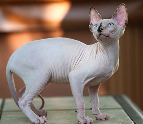 Cute Sphynx Kittens Photos