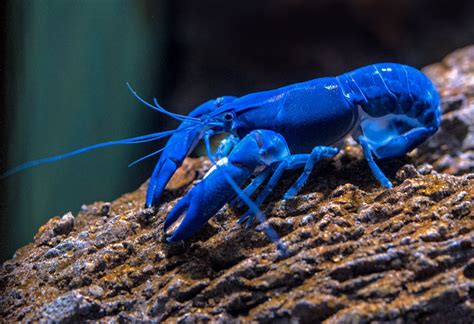 Blue Lobster Pictures | Download Free Images on Unsplash