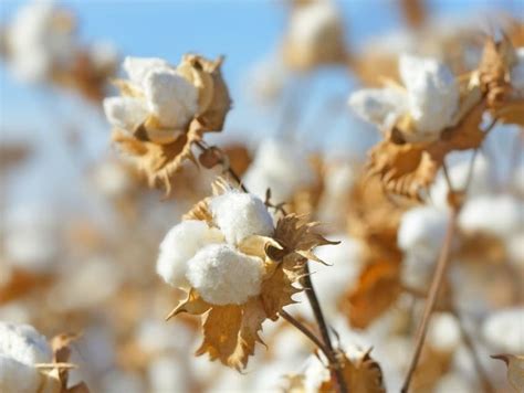 What Is Pima Cotton? Everything You Need to Know