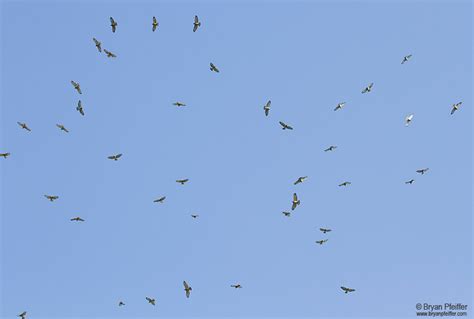 Hawk Migration | Burlington Parks, Recreation & Waterfront