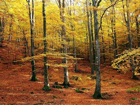 Beech Forest Autumn Colors · Free photo on Pixabay