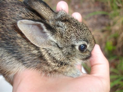 Brown Wild Baby Bunnies and How to Handle them | HubPages