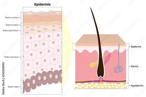 Layers Of The Epidermis Stratum Granulosum