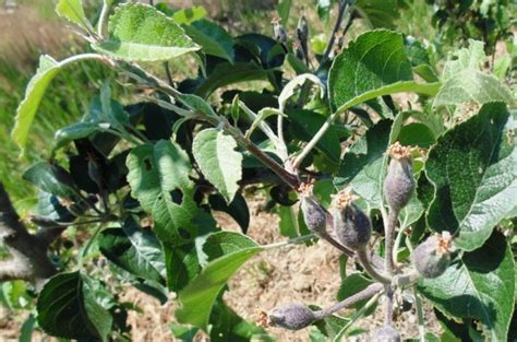 Apple Tree Pests & Diseases - Wikifarmer