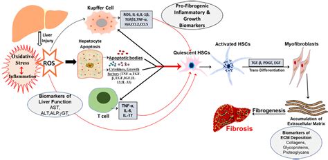 IJMS | Free Full-Text | Elucidating Potential Profibrotic Mechanisms of Emerging Biomarkers for ...