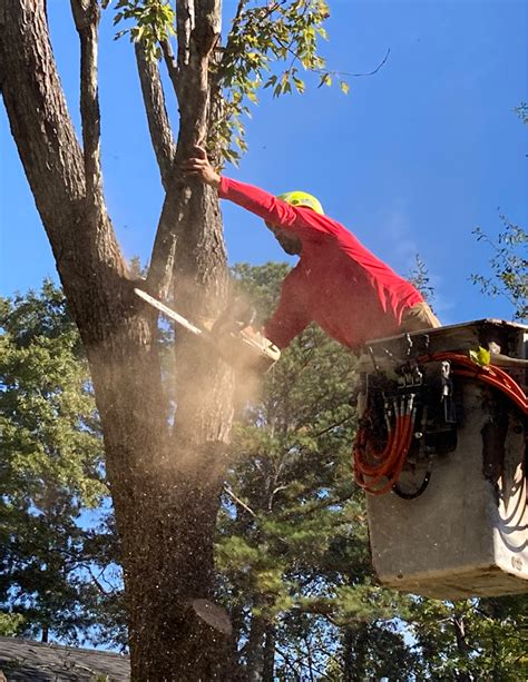 Pruning - Omar and Brothers Tree Service