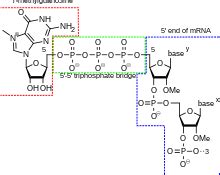 Mrna Structure And Function