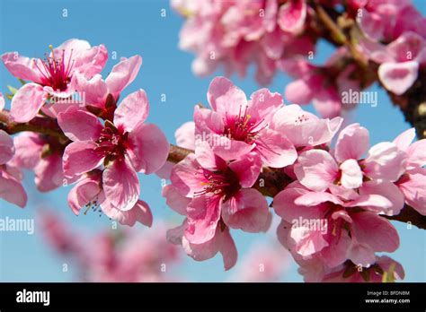 Pink apricot blossom on the tree, Koszeg, Hungary Stock Photo - Alamy