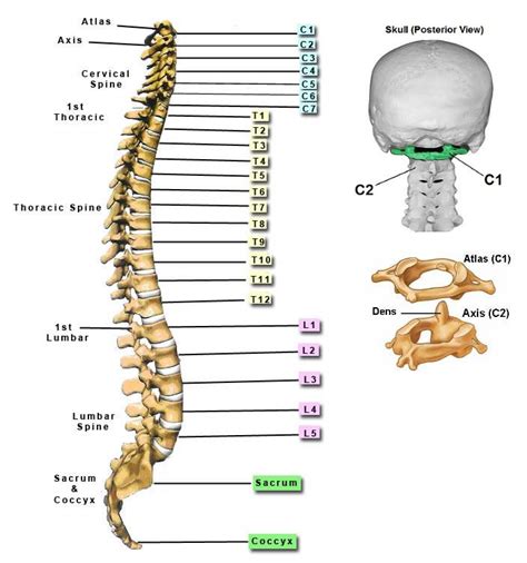 Bones Of The Spine Labeled