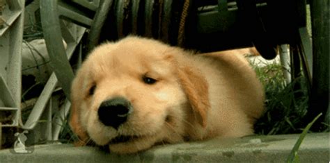 Puppy GIF - Find & Share on GIPHY