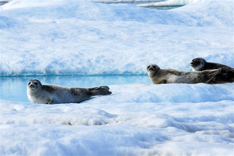 Learn about ringed seals in Alaska - Thursday Jan 18th at 730pm at UAS | Sitka Sound Science ...