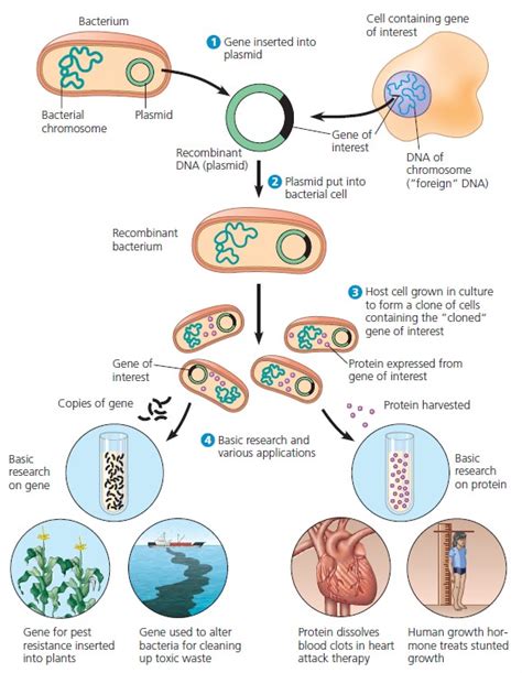 DNA Cloning and Its Applications: A Preview | Biologi And The Other ...