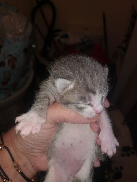 **All kittens reserved ** Grey tabby x snowshoe kittens | in Thornbury, Bristol | Gumtree