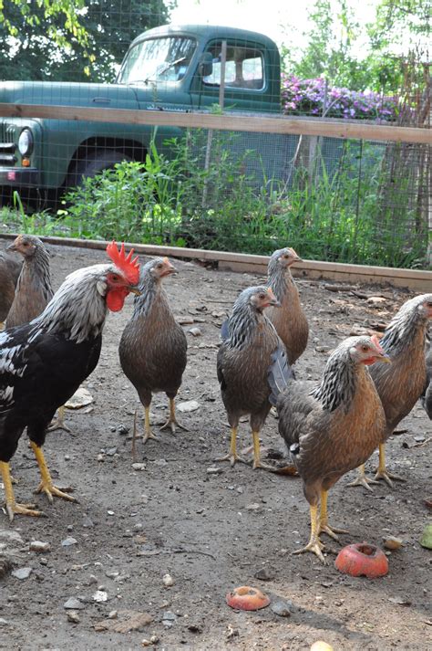 Young Silver Leghorn Chickens in front of the 1953 International Harvester Pick-up Laying ...