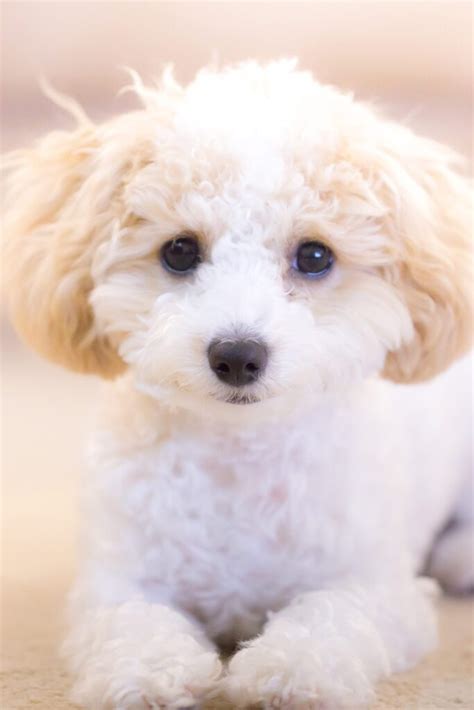 Poodle Puppies (20+ Perfect Pups) - Talk to Dogs