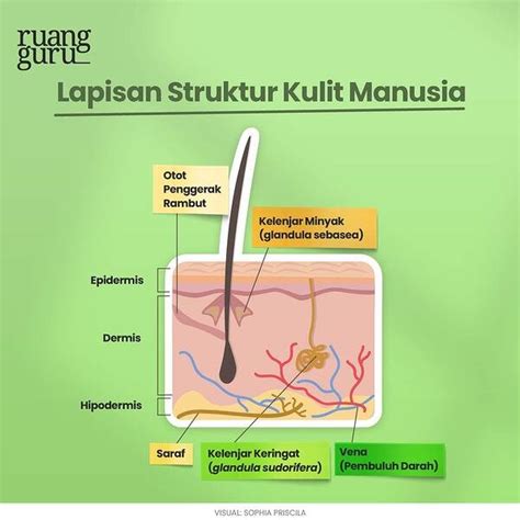 Gambar Sistem Ekskresi Pada Kulit - 56+ Koleksi Gambar