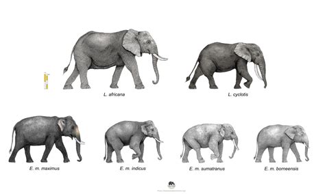 Pygmy Elephant Size Comparison