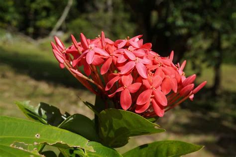 Ixora Plant Care | Plantly