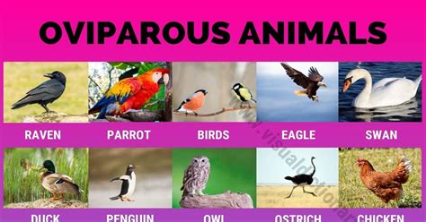 Oviparous Animals: List Of Popular Animals That Lay Eggs, 42% OFF