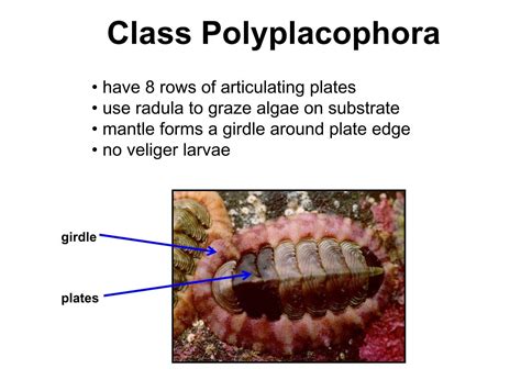 Class Polyplacophora the