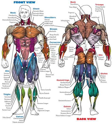 Chart Of Body Muscles