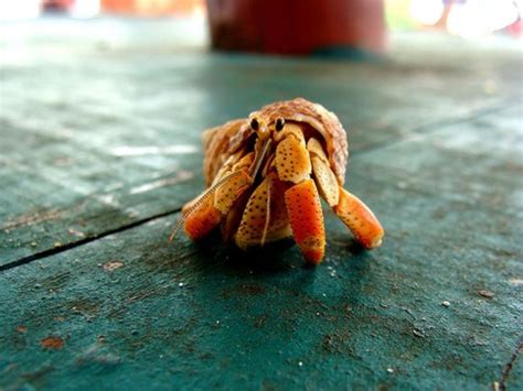 6 Common Pet Hermit Crab Species: Identification Guide - PetHelpful