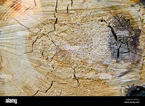 Photo of light brown texture stem tree Stock Photo - Alamy