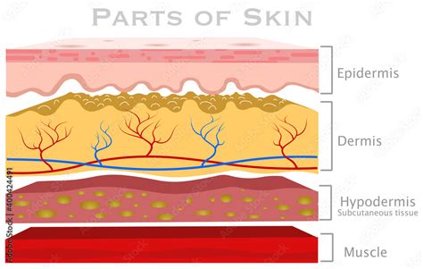 Skin parts, diagram. Glabrous human skin layers. Anatomy parts dermis, epidermis, hypodermis ...