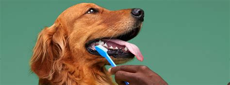 HOW TO CLEAN YOUR DOG’S TEETH AT HOME - Woofline Pets