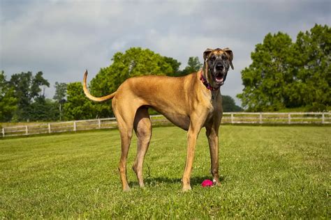 7 Officially Recognized Great Dane Colors (with Pictures)